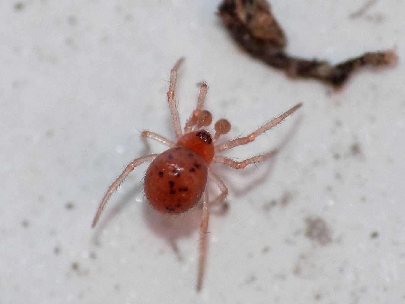 Theridiidae  - Torrimpietra (RM)